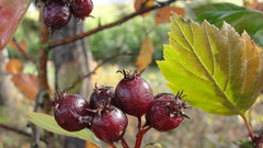 Crataegus okanaganensis