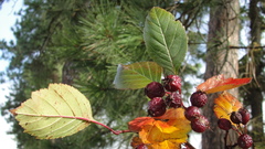 Crataegus okanaganensis