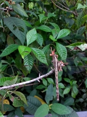 Erythrodiplax umbrata