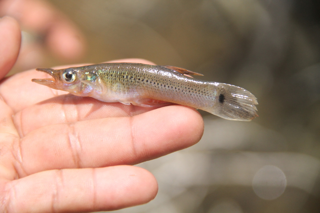 Pike Killifish