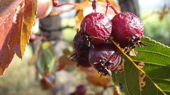 Crataegus okanaganensis