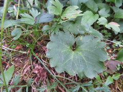 Micranthes porsildiana