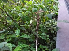 Erythrodiplax umbrata