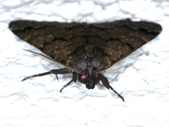 Mormoscopa phricozona