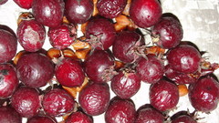 Crataegus okanaganensis