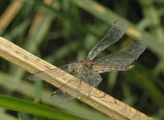 Brachythemis impartita