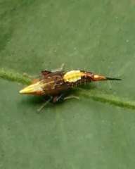 Scaphytopius