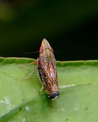 Scaphytopius