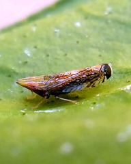 Scaphytopius