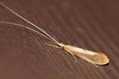 Triaenodes marginatus