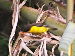 Ploceus bicolor bicolor