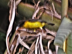 Ploceus bicolor bicolor