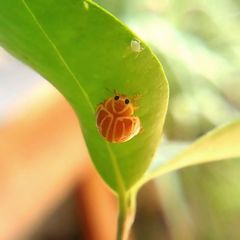 Neocalvia anastomozans