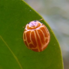 Neocalvia anastomozans