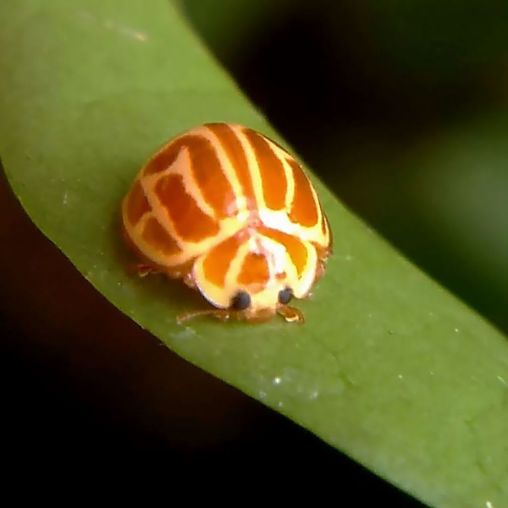 Neocalvia anastomozans