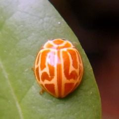 Neocalvia anastomozans