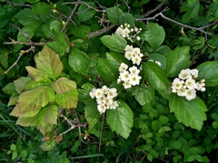 Crataegus okanaganensis