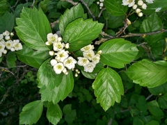 Crataegus okanaganensis