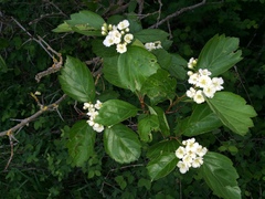 Crataegus okanaganensis