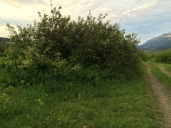 Crataegus okanaganensis