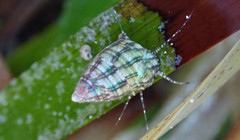 Phasianotrochus irisodontes