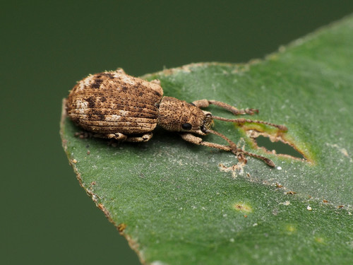 Peach Root Weevil