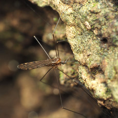 Neolimonia rara