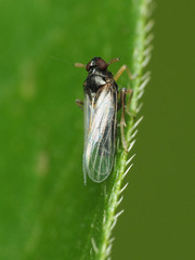 Pissonotus