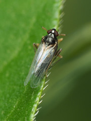 Pissonotus