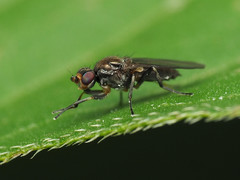 Apotropina hirtoides