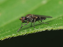 Apotropina hirtoides