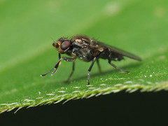 Apotropina hirtoides