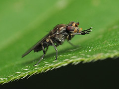 Apotropina hirtoides