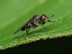 Apotropina hirtoides