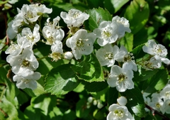 Crataegus okanaganensis