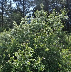Crataegus okanaganensis
