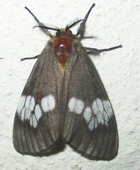 Palasea albimacula