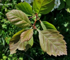 Crataegus okanaganensis