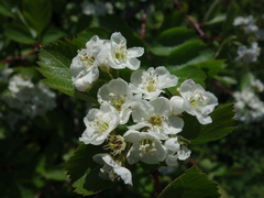 Crataegus okanaganensis