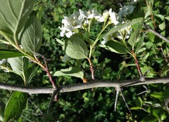 Crataegus okanaganensis
