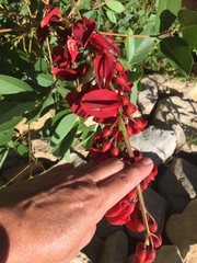 Erythrina crista-galli