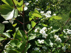 Crataegus okanaganensis