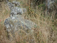 Rytidosperma unarede