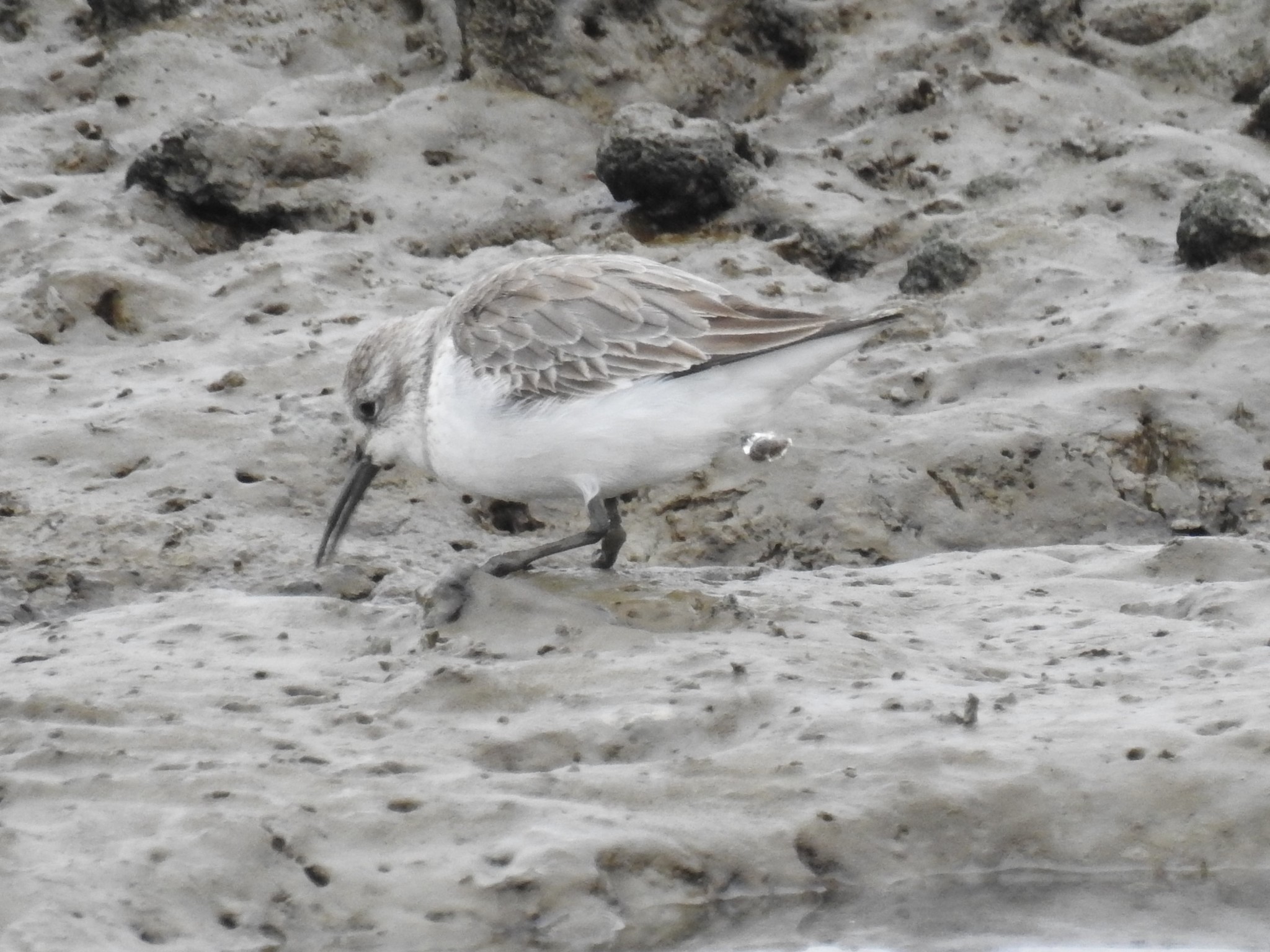 Western Sandpiper