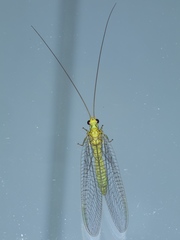 Calochrysa extranea
