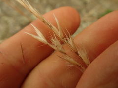 Rytidosperma unarede