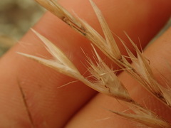 Rytidosperma unarede