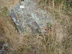 Rytidosperma unarede