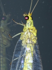 Calochrysa extranea