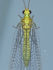 Calochrysa extranea
